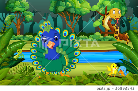 Peacock in the forest 36893543