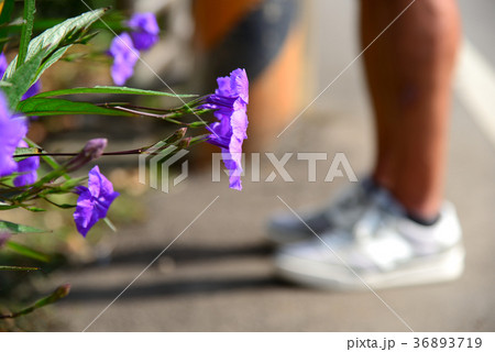 植物 工場 プランツ 36893719