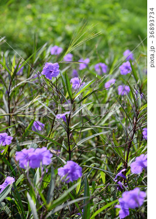 植物 工場 プランツ 36893734