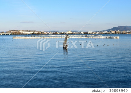 琵琶湖のえり漁 琵琶湖のえり漁 36893949