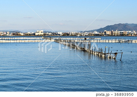 琵琶湖のえり漁 琵琶湖のえり漁 36893950