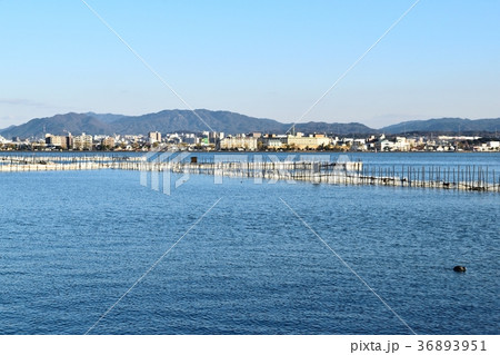 琵琶湖のえり漁 36893951