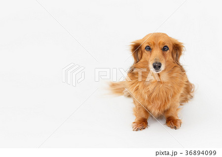 ミニチュアダックスフンド 36894099