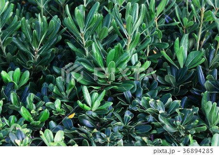 Background of green leaves. Background of green leaves. 36894285
