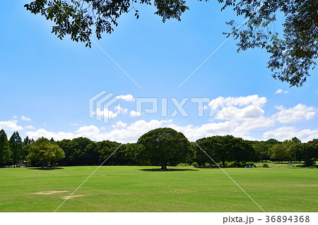 夏の公園 36894368
