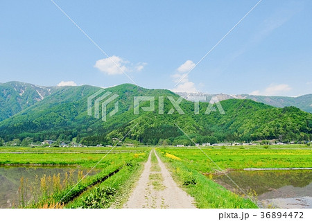 春の農村風景 (5月) 春の農村風景 (5月) 36894472