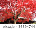 もみじ 36894744