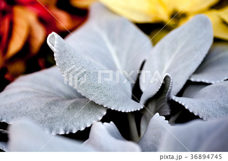 エンジェルウィングス 多肉植物 天使の羽の写真素材