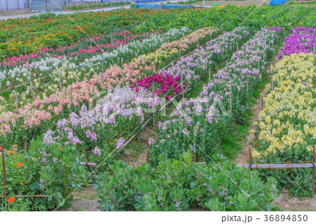 冬の千倉町の花畑の風景 冬の千倉町の花畑の風景 36894850