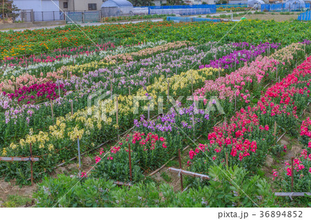 千倉町の花畑の風景 千倉町の花畑の風景 36894852