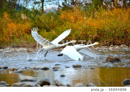 白鳥 秋田県鶯野 36894896