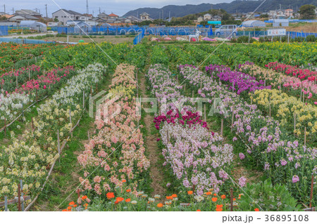 冬の千倉町の花畑の風景 冬の千倉町の花畑の風景 36895108