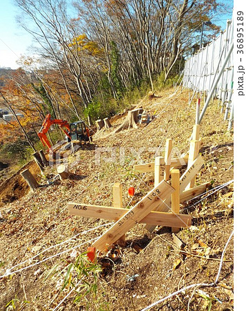 急傾斜地の法面整形を進めています 36895189