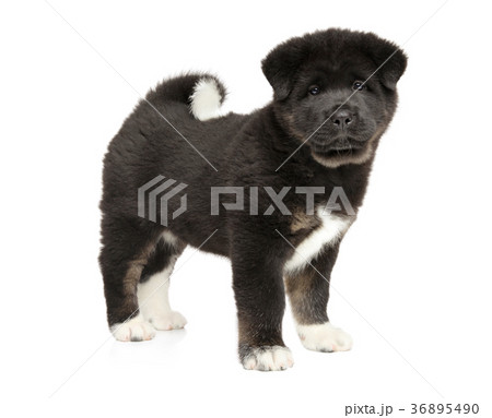 American Akita puppy in stand 36895490