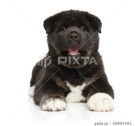 American Akita puppy yawn on white background 36895491