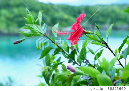 川平湾のブーゲンビリア 36895660