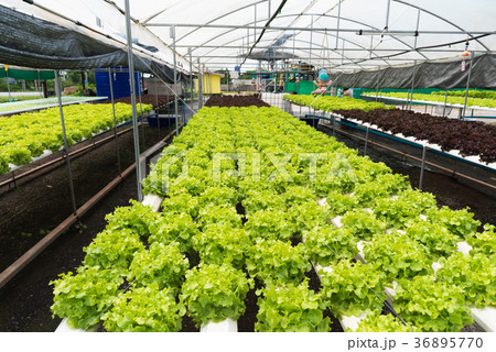 The hydroponics in farm. 36895770