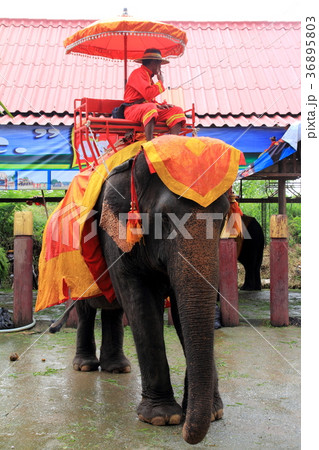 タイの象 タイの象 36895803