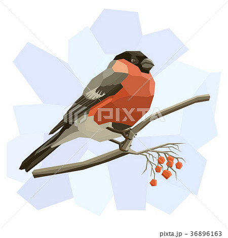 Vector simple illustration of bullfinch. 36896163