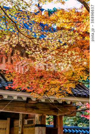 油山寺の紅葉 36896637