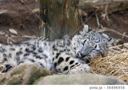 ユキヒョウ　フク 36896956