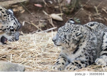 ユキヒョウ　フク 36896964