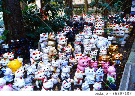 淡島神社境内の人形供養　招き猫　和歌山県和歌山市加太 36897107