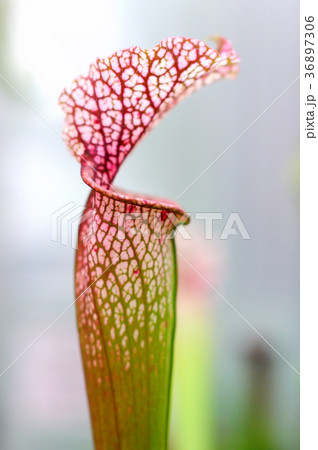 江東区夢の島熱帯植物園の食虫植物 ウツボカズラ の写真素材