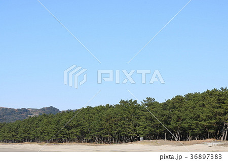 海水浴場の松林 海水浴場の松林 36897383