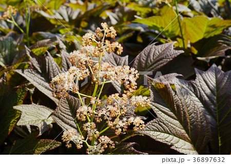 野趣溢れるヤグルマソウ 36897632