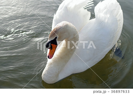 宍道湖のコブハクチョウ 36897633