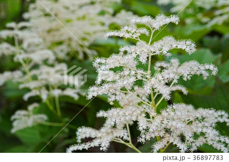 野趣溢れるヤグルマソウ 36897783