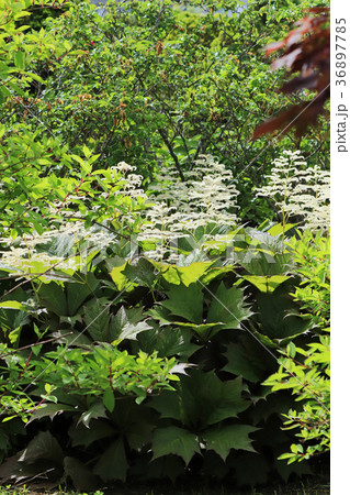 野趣溢れるヤグルマソウ 36897785