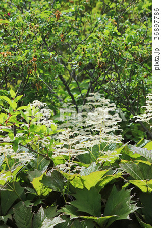 野趣溢れるヤグルマソウ 36897786