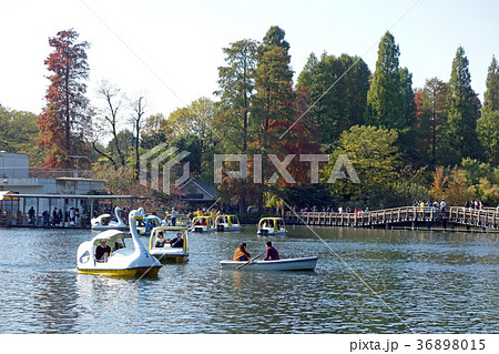 秋の井の頭公園 36898015