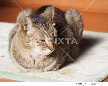 猫　ネコ 36898050