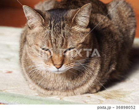 猫 ネコ 猫 ネコ 36898052