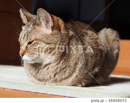 猫 ネコ 猫 ネコ 36898055