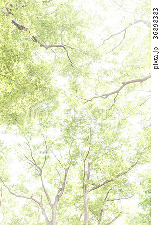 若葉 新緑 森林浴 葉 さわやか グリーン エコ 癒し エコロジー 風景 縦 リーフ 葉 奥行きの写真素材 36