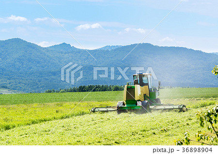 牧草を刈り取るトラクター / 北海道 美瑛町 36898904