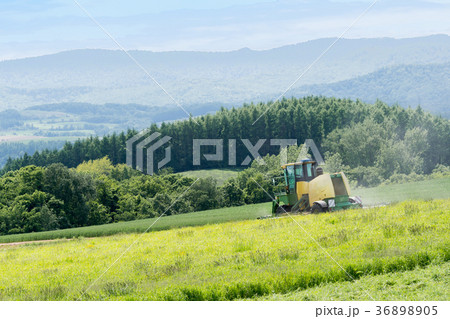 牧草を刈り取るトラクター / 北海道 美瑛町 牧草を刈り取るトラクター / 北海道 美瑛町 36898905