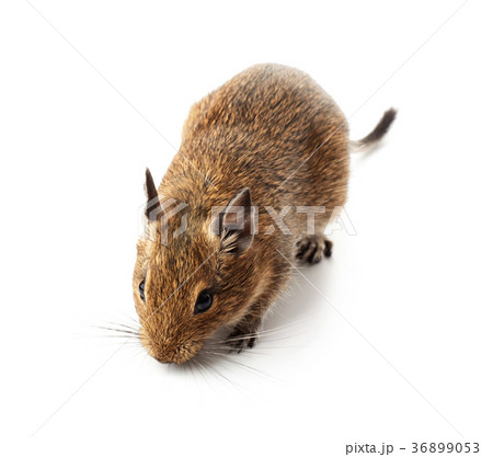 Young pet degu mouse Young pet degu mouse 36899053