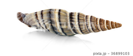 Sea shell on white background Sea shell on white background 36899103