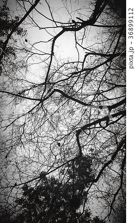 tree, black and white photo Perfect background 36899112