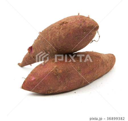 tapioca plants cassava closeup isolated on white tapioca plants cassava closeup isolated on white 36899382