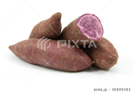 tapioca plants cassava closeup isolated on white tapioca plants cassava closeup isolated on white 36899383