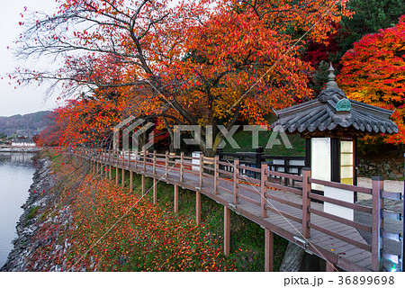 Wolyeonggyo, Wooden bridge Andong, South Korea. 36899698