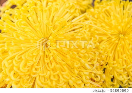 Close up of yellow petal 36899699
