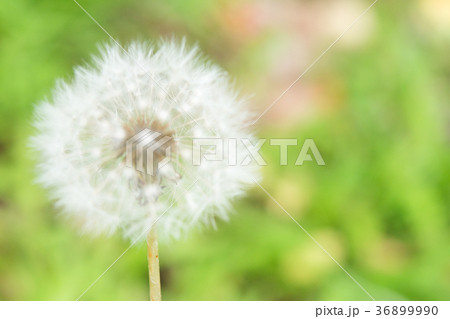 植物 たんぽぽ ダンディライオン たんぽぽ 綿毛 白 ホワイト やわらかい 飛ぶ 花言葉の写真素材