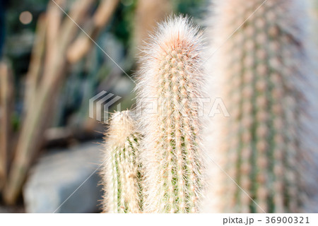 細長く伸びてとげの細いサボテンの写真素材 [36900321] - PIXTA